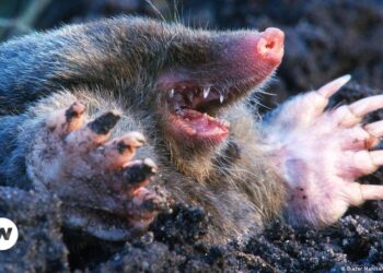 German politicians hail capture of suspected Russian ‘mole’ – DW – 12/23/2022