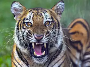 Tiger drags away man in Corbett reserve, half-eaten body found later