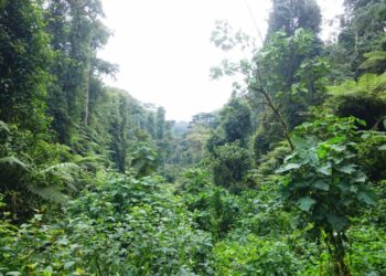 Russia’s Wagner Group could make millions from exploitation of African rainforest